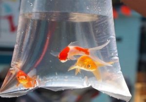 توصیههای بهداشتی خرید و نگهداری ماهی قرمز