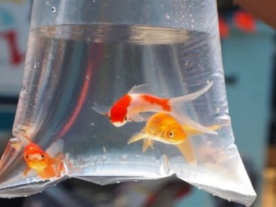 توصیههای بهداشتی خرید و نگهداری ماهی قرمز