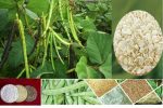تولید یک صَمغ صنعتی گیاهی برای حفاری در صنعت نفت