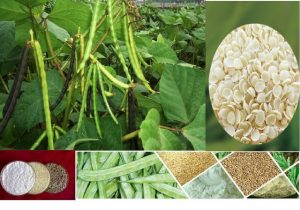 تولید یک صَمغ صنعتی گیاهی برای حفاری در صنعت نفت