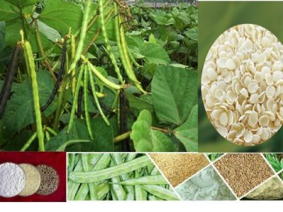 تولید یک صَمغ صنعتی گیاهی برای حفاری در صنعت نفت