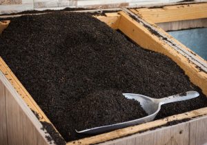 مزایده ۸۴ میلیاردی چای دبش| ۵۰۰ کانتینر چای متروکه شد