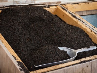 مزایده ۸۴ میلیاردی چای دبش| ۵۰۰ کانتینر چای متروکه شد